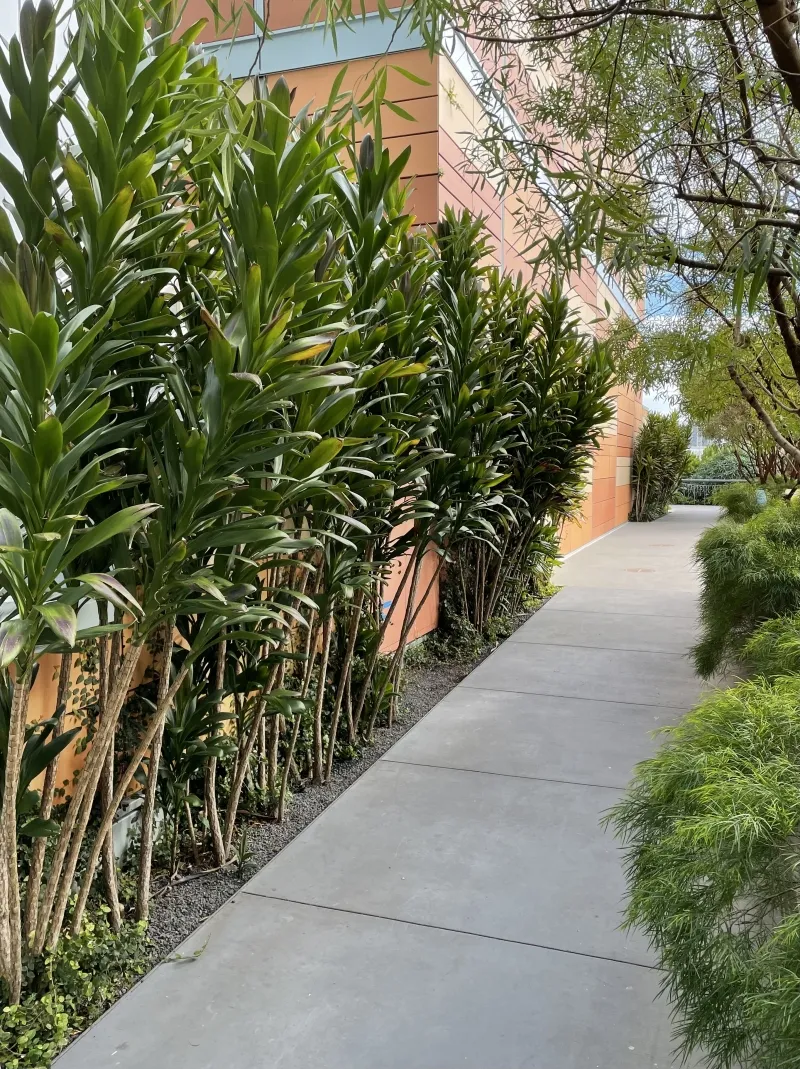 Cordyline ‘Glauca’, foto 4