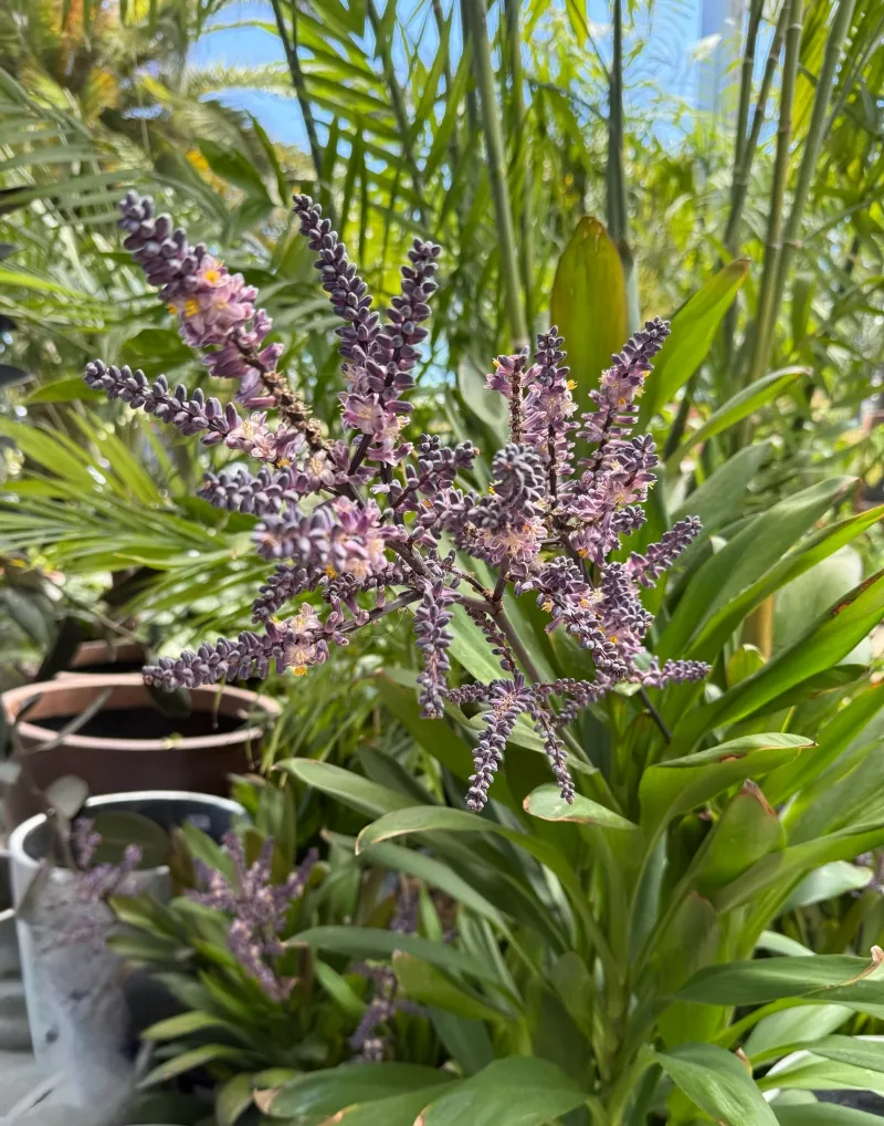 Cordyline ‘Glauca’, foto 5