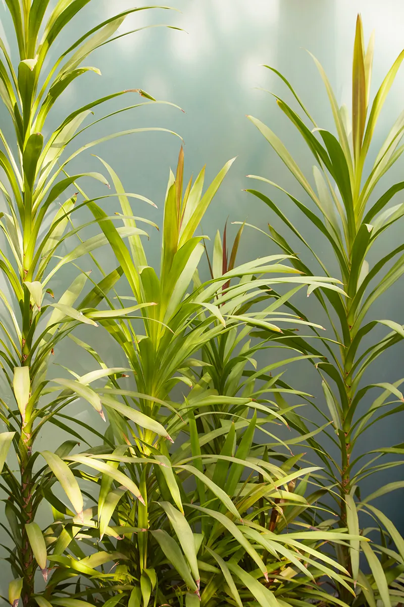Cordyline stricta, foto 2