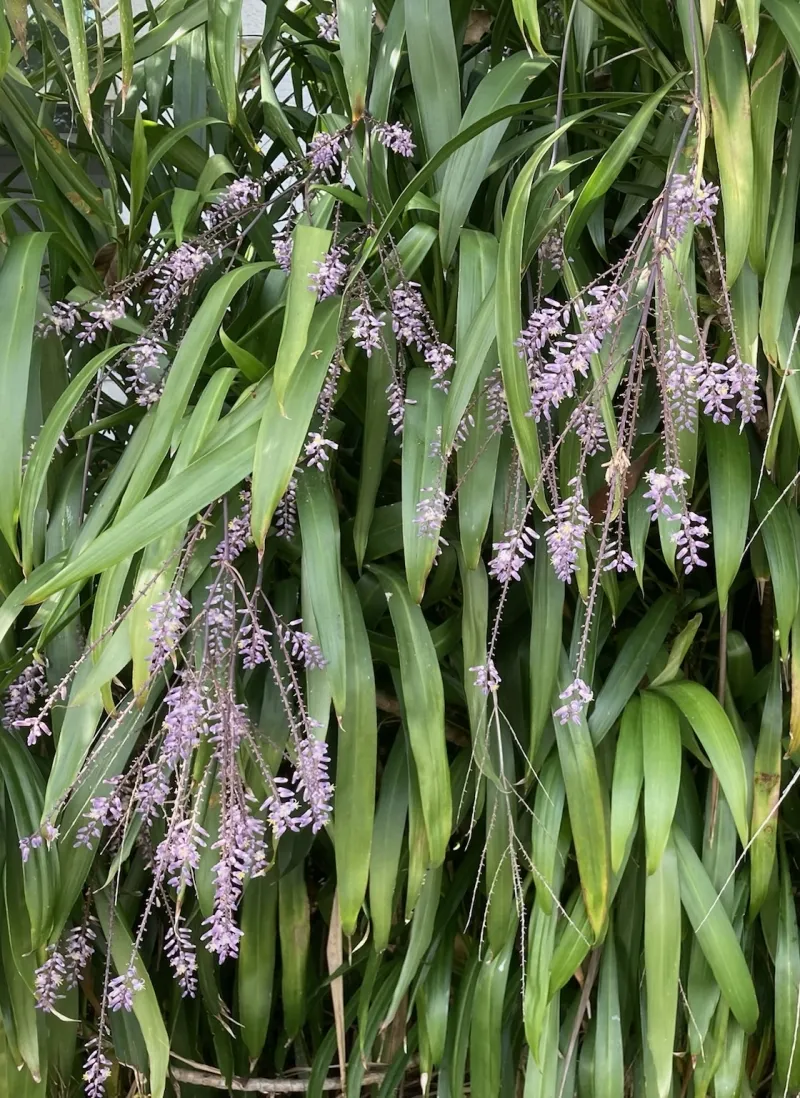 Cordyline stricta, foto 3