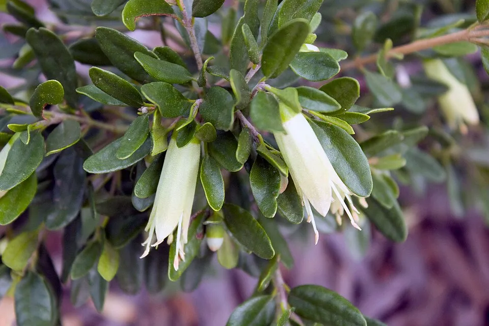 Correa glabra ‘Coliban River’