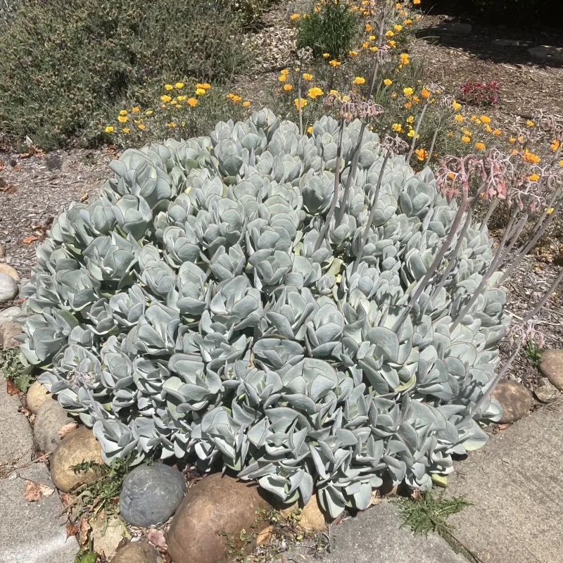 Cotyledon orbiculata