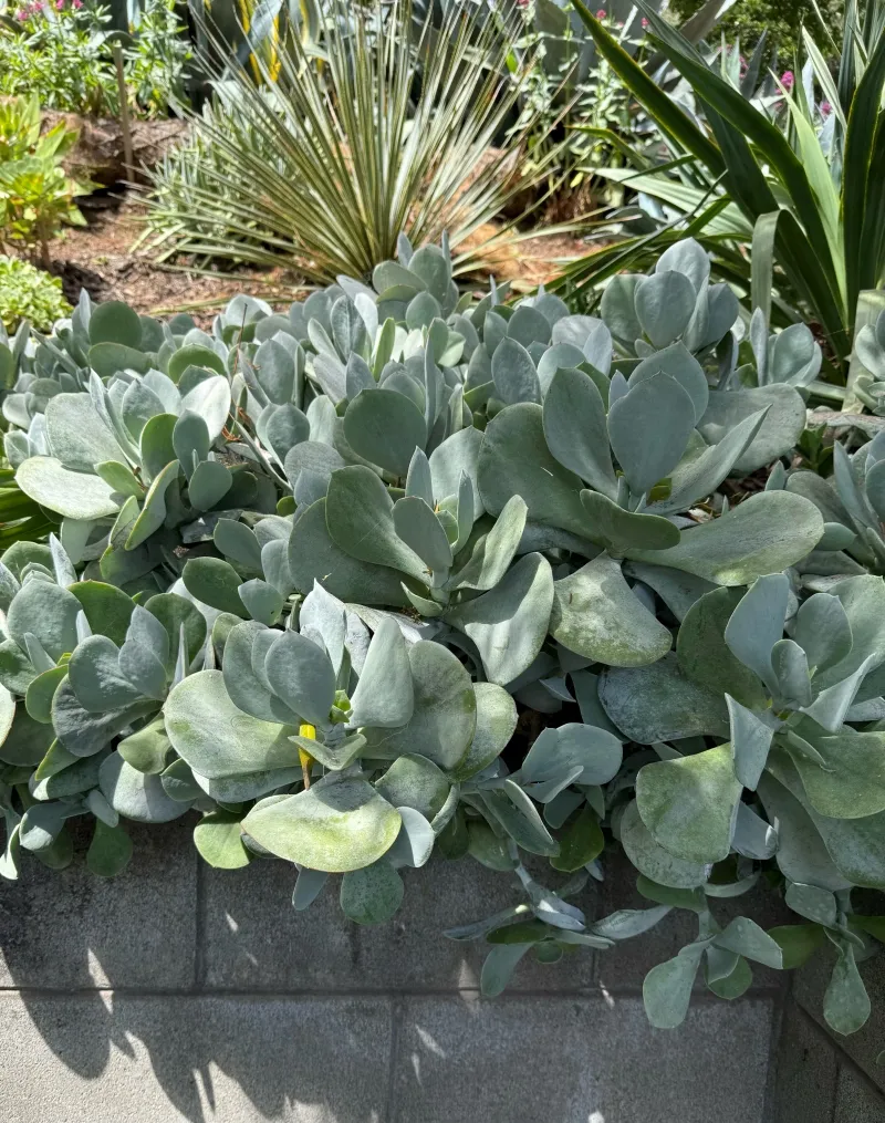 Cotyledon orbiculata ‘Silver’