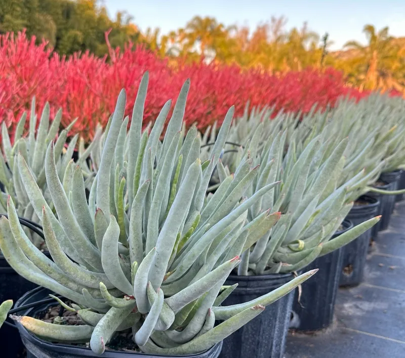 Cotyledon orbiculata var. oblonga ‘Flavida’