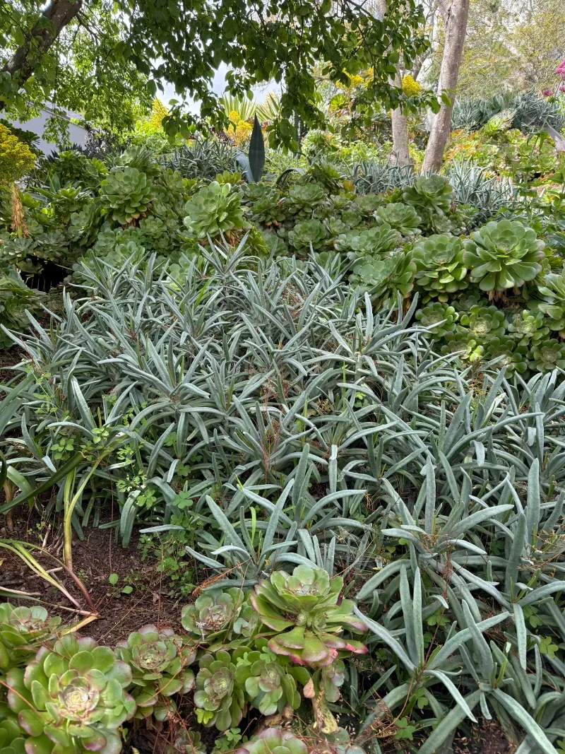 Cotyledon orbiculata var. oblonga ‘Flavida’, foto 2