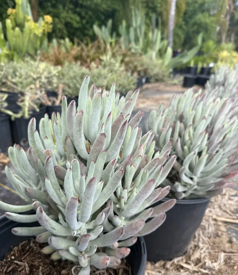Cotyledon orbiculata ‘White Sprite’