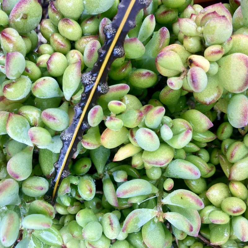 Cotyledon pendens, foto 2