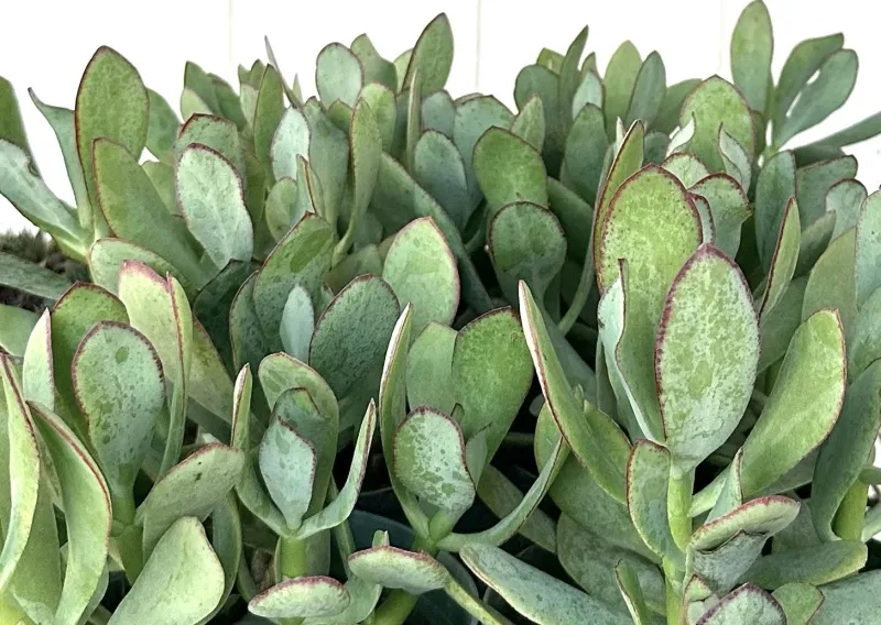 Crassula arborescens ‘Blue Bird’