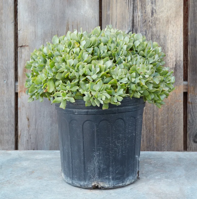 Crassula arborescens ‘Blue Waves’