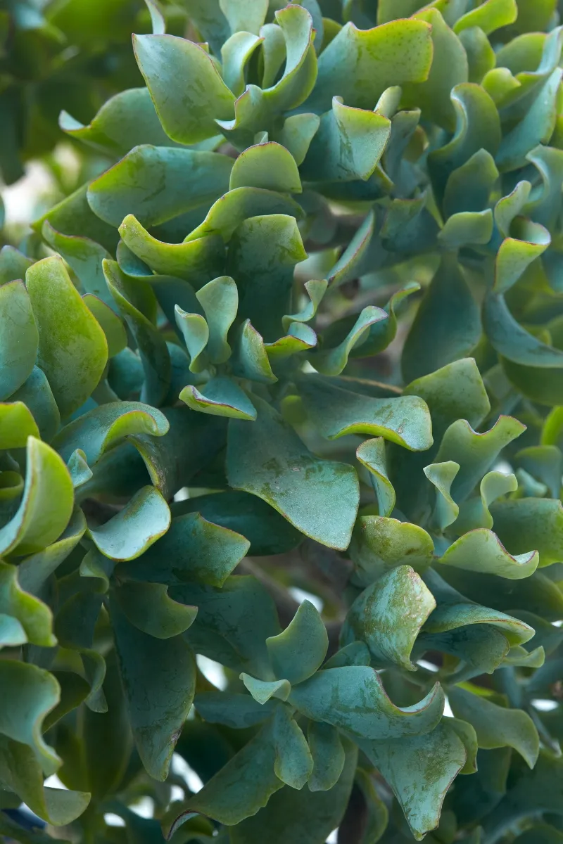 Crassula arborescens ‘Blue Waves’, foto 2