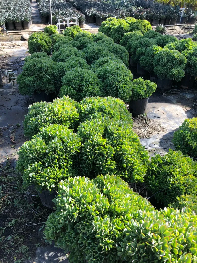 Crassula arborescens ‘Blue Waves’, foto 3