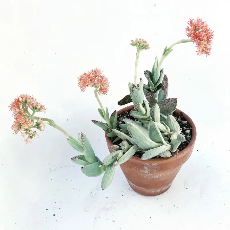 Crassula falcata, foto 2