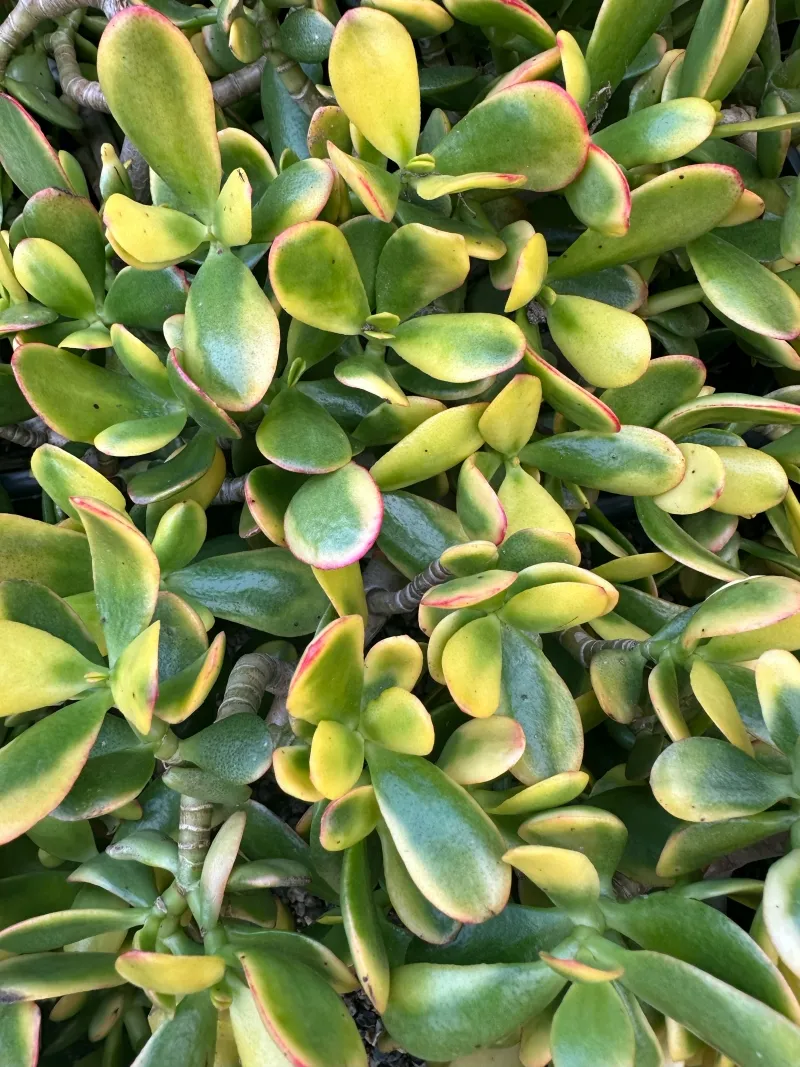 Crassula ovata ‘Hummel’s Sunset’