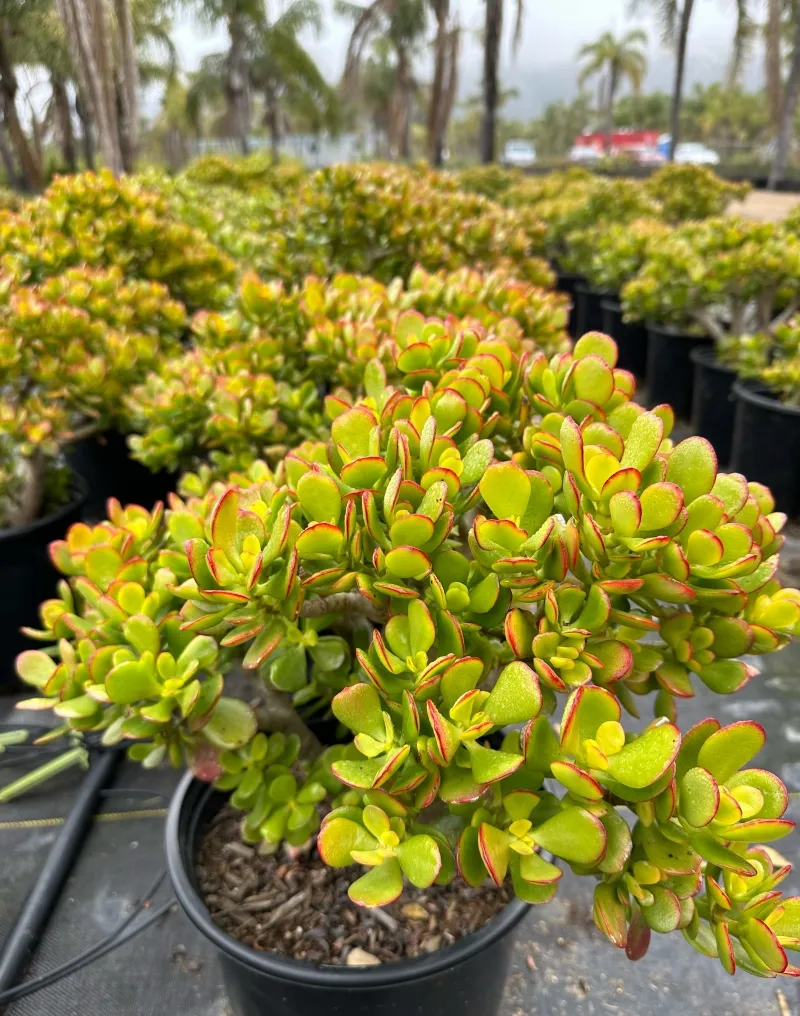 Crassula ovata ‘Minima’