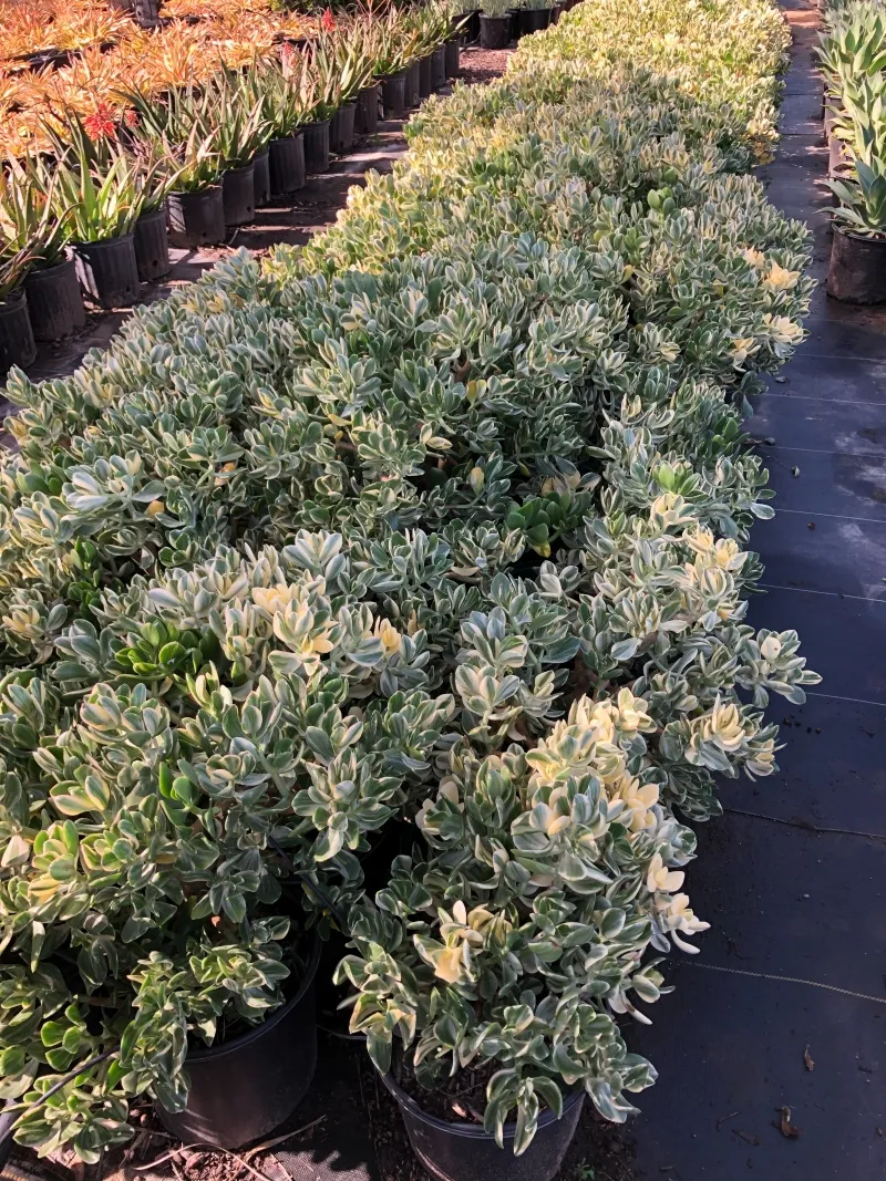 Crassula ovata ‘Variegata’