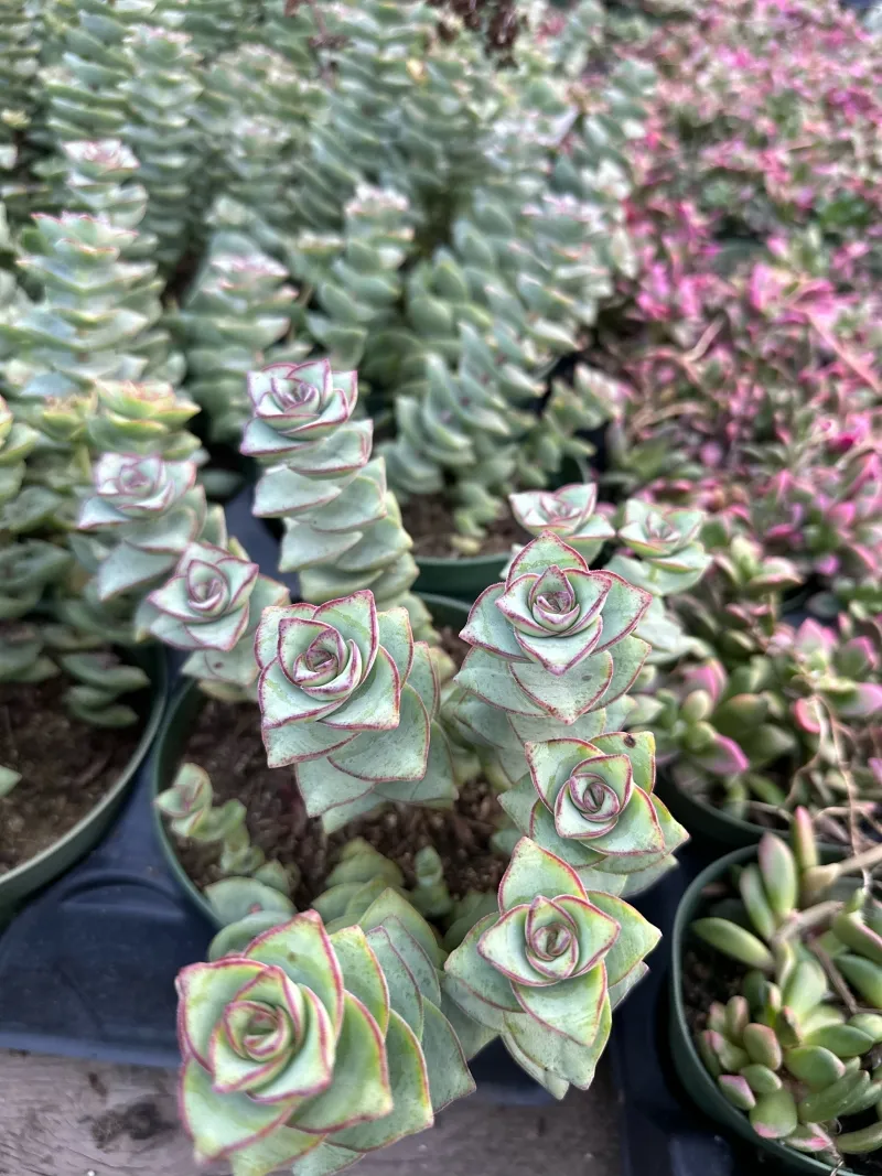 Crassula perforata ‘Giant’