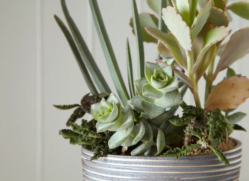 Crassula perforata ‘Giant’, foto 2