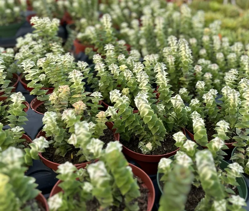 Crassula perforata ‘Variegata’
