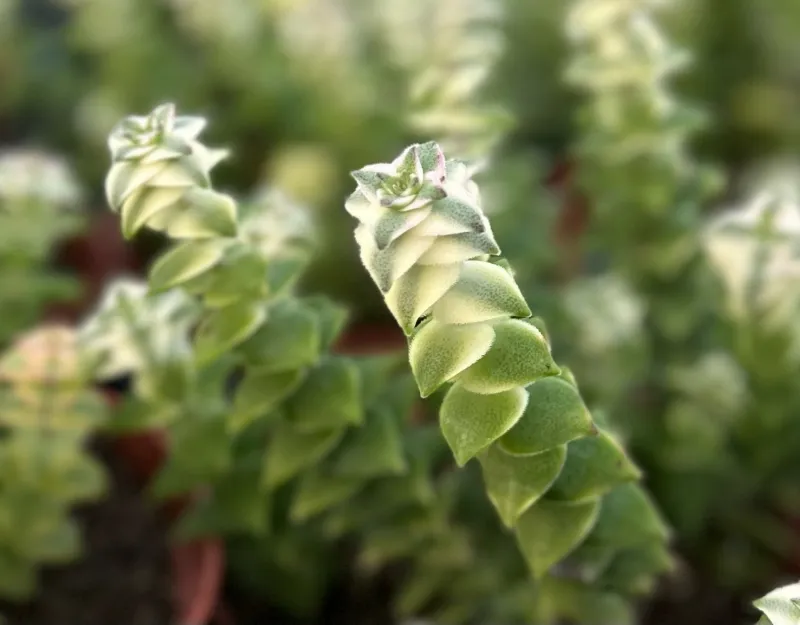 Crassula perforata ‘Variegata’, foto 2