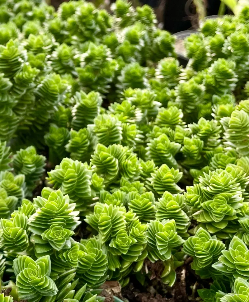 Crassula ‘Spiralis’
