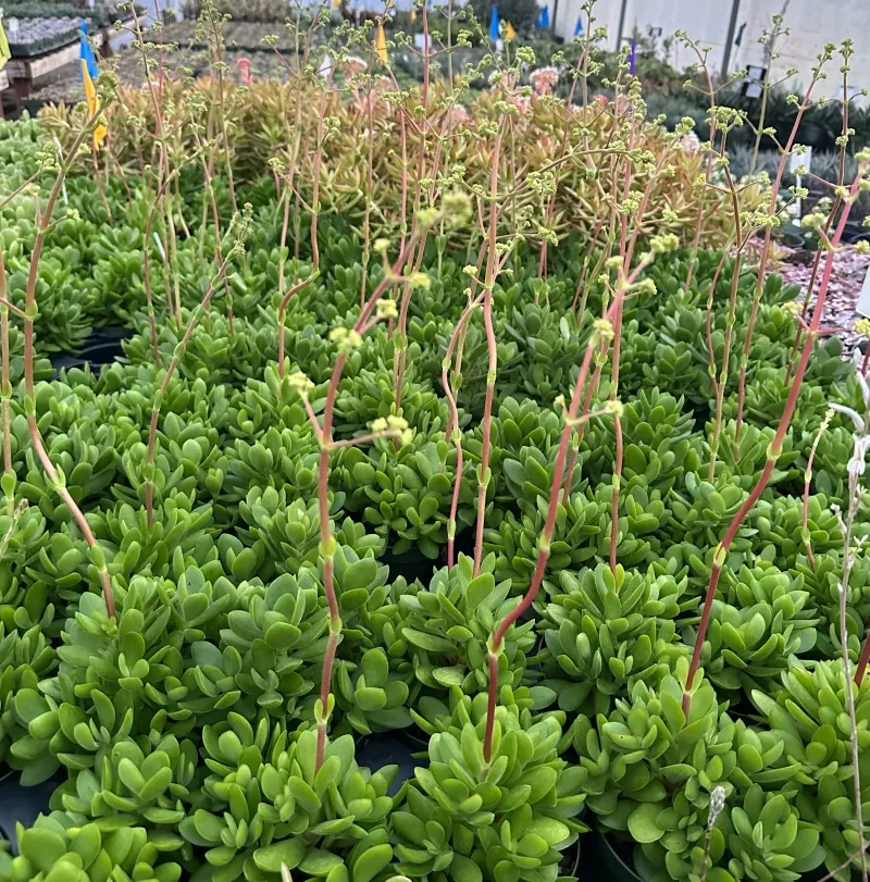 Crassula swaziensis ‘Money Maker’