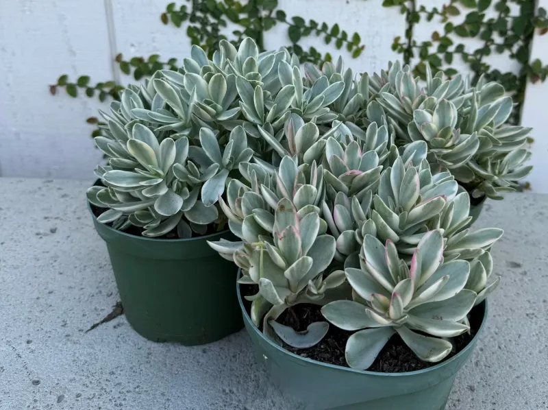 Crassula swaziensis ‘Money Maker Variegata’