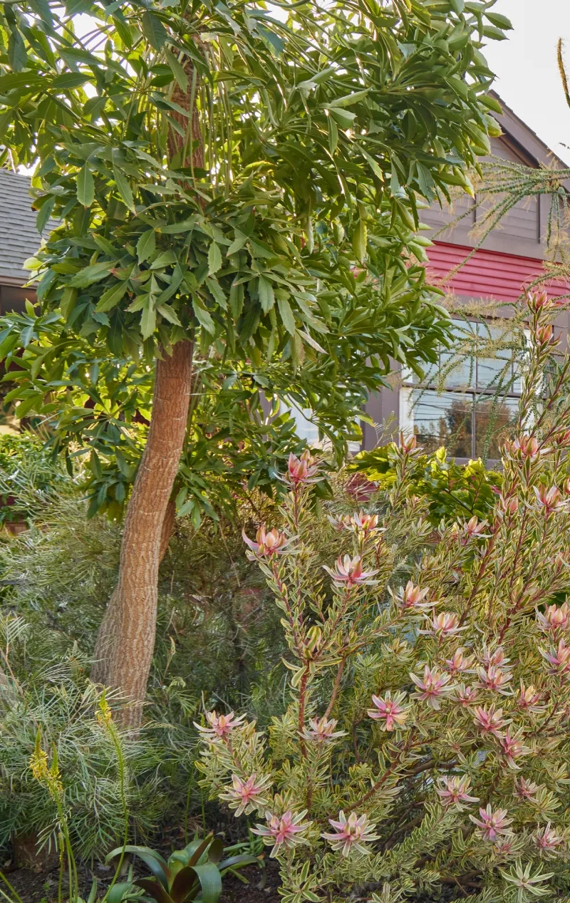 Cussonia spicata, foto 3