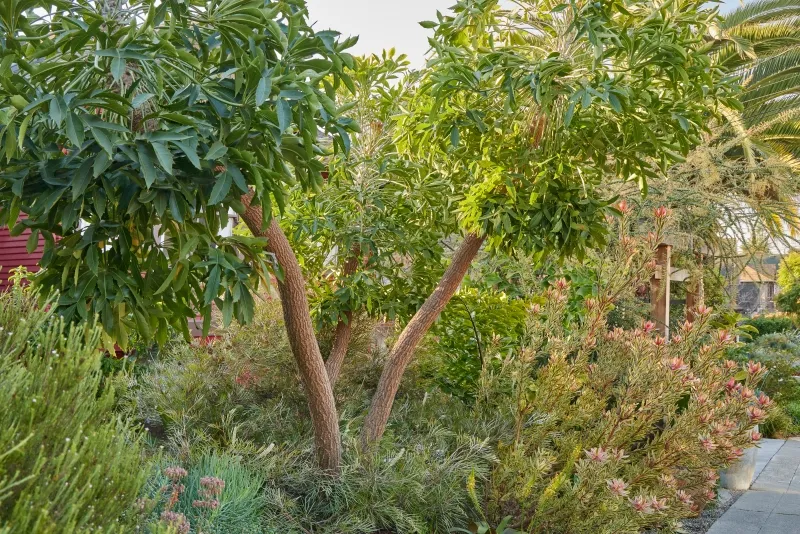 Cussonia spicata, foto 4