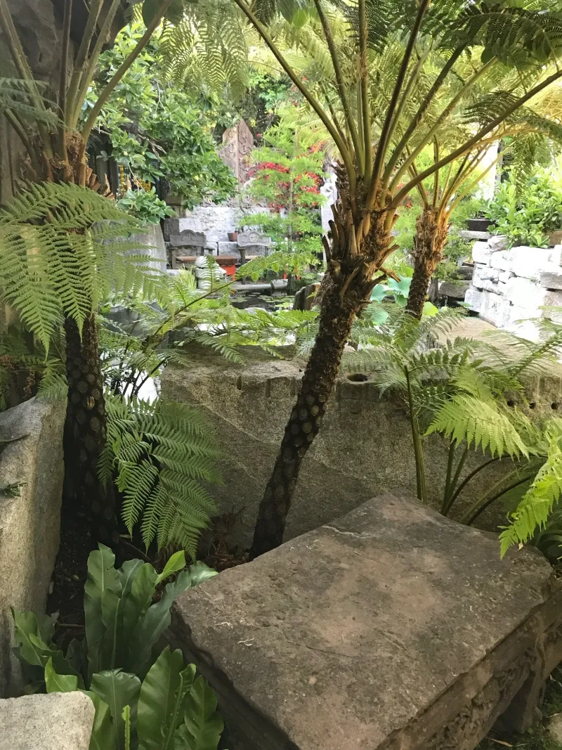 Cyathea cooperi, foto 2