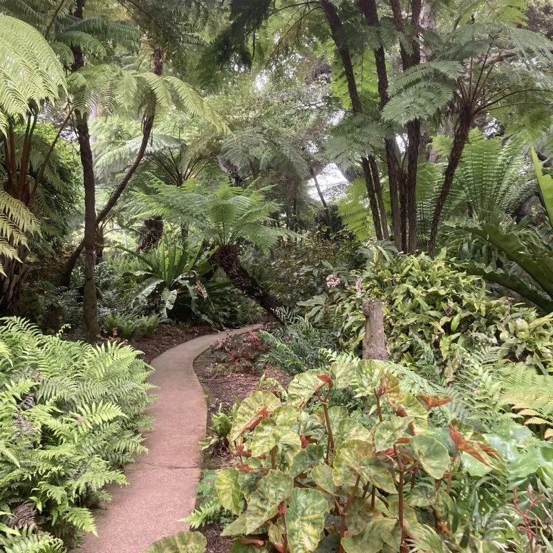 Cyathea cooperi, foto 3