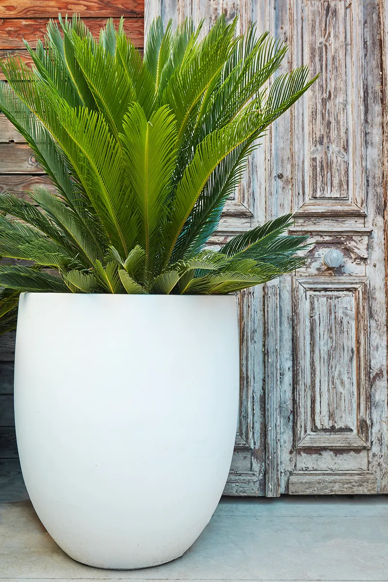 Cycas revoluta, foto 2