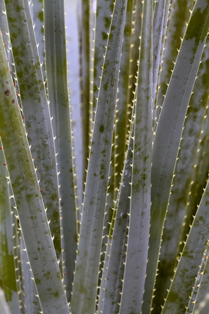 Dasylirion wheeleri, foto 4