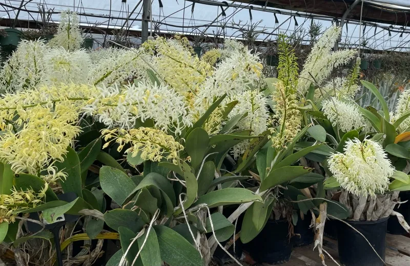 Dendrobium speciosum, foto 2