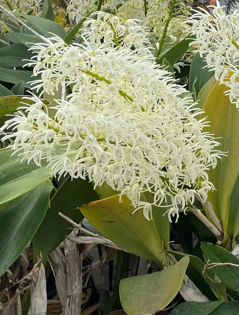 Dendrobium speciosum, foto 3