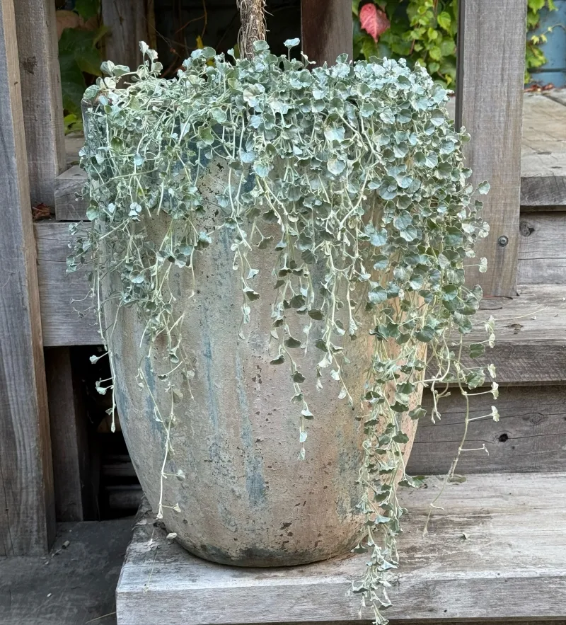 Dichondra ‘Silver Falls’