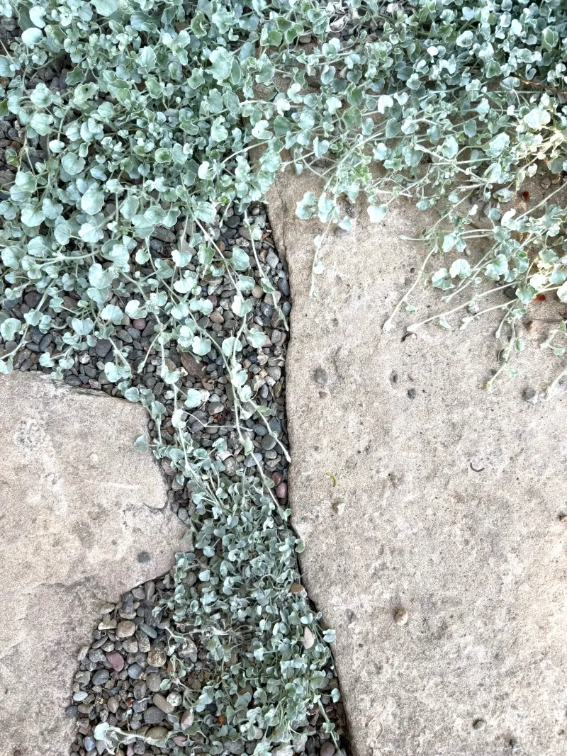 Dichondra ‘Silver Falls’, foto 2