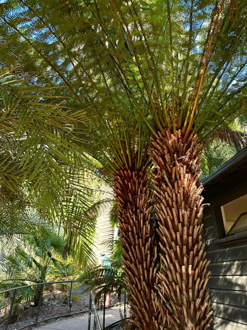 Dicksonia antarctica, foto 4
