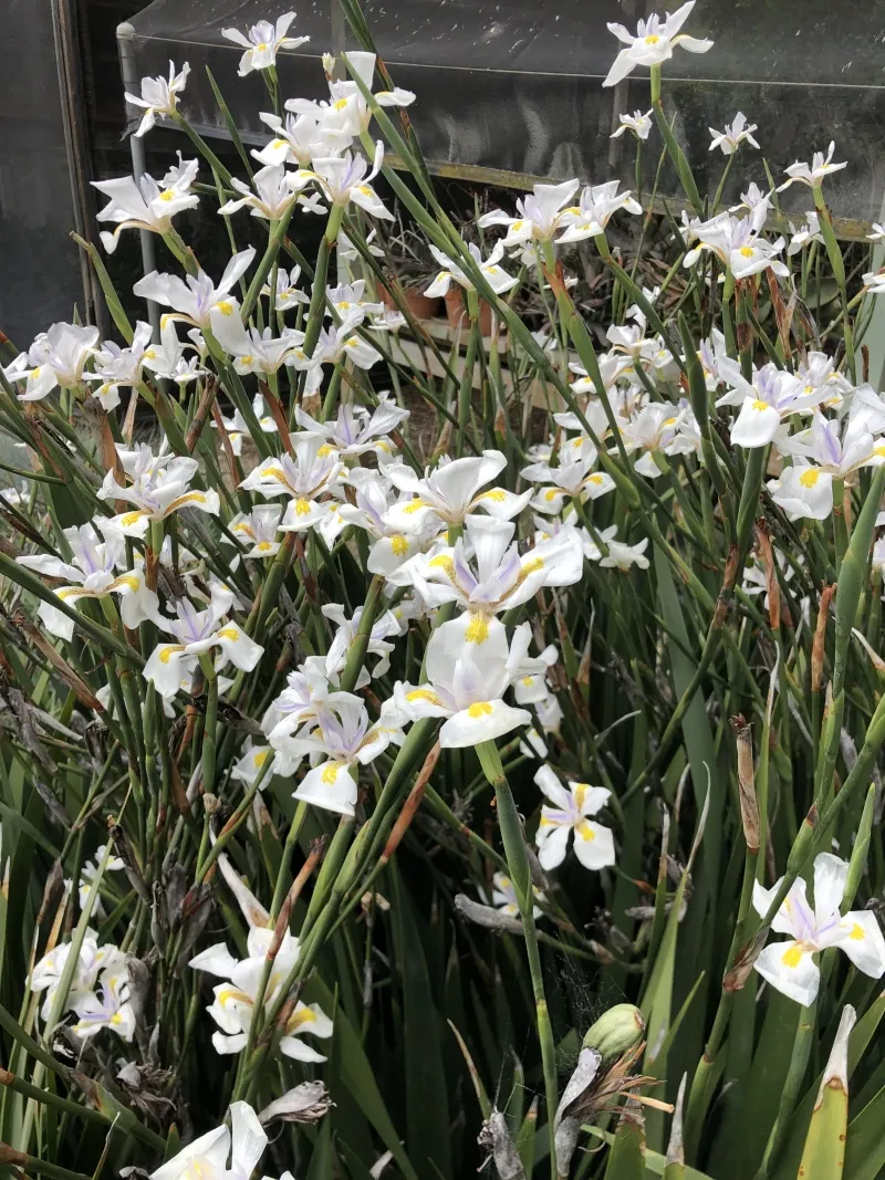 Dietes ‘Jack Catlin’