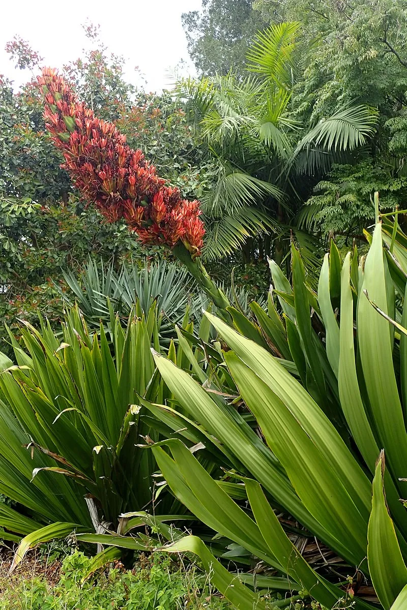 Doryanthes palmeri, foto 2