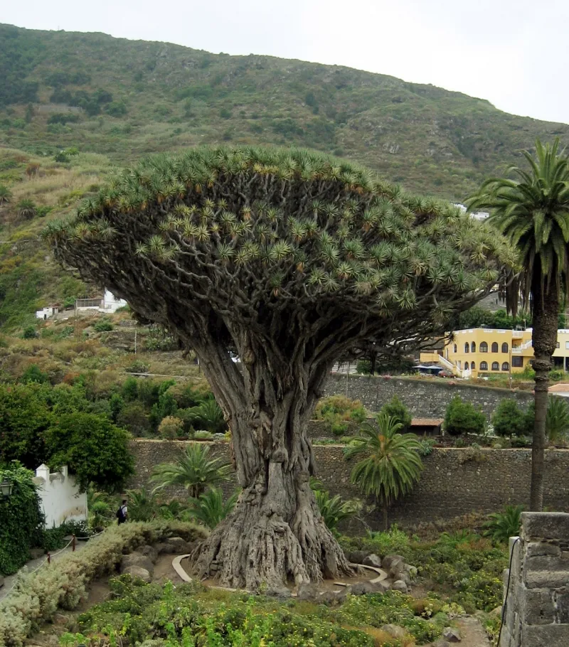 Dracaena draco, foto 2