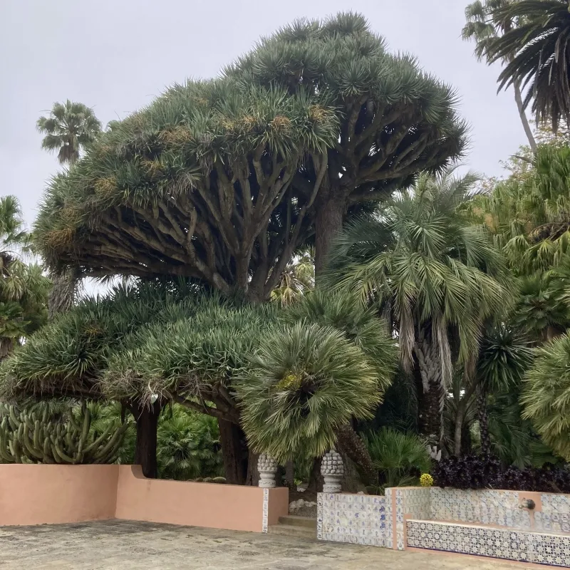 Dracaena draco, foto 3