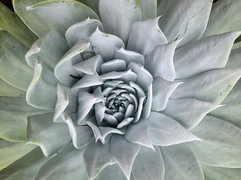 Dudleya brittonii, foto 2