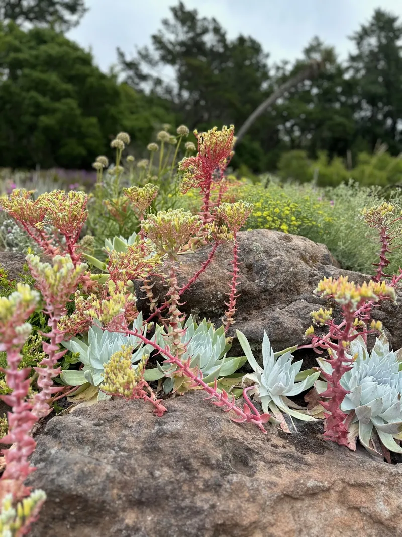Dudleya brittonii, foto 3