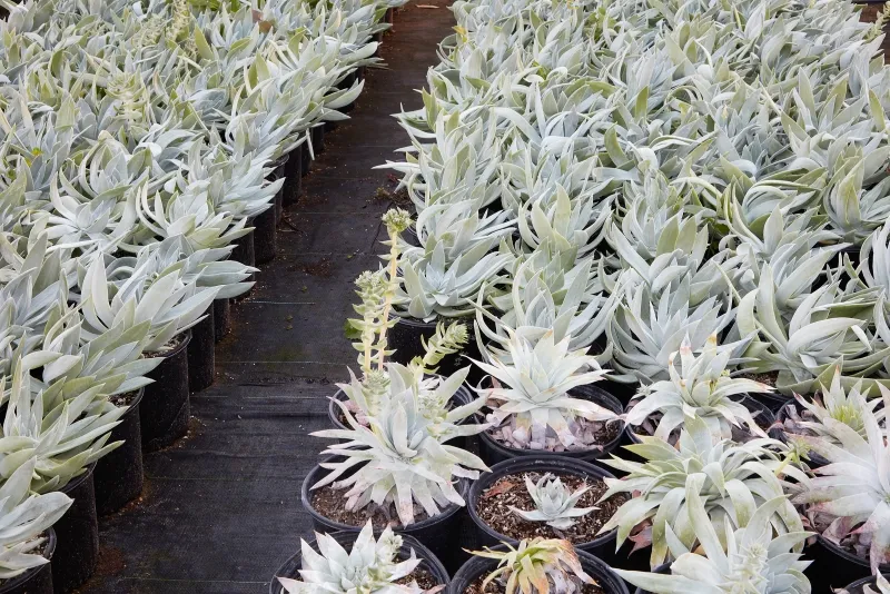 Dudleya brittonii, foto 4