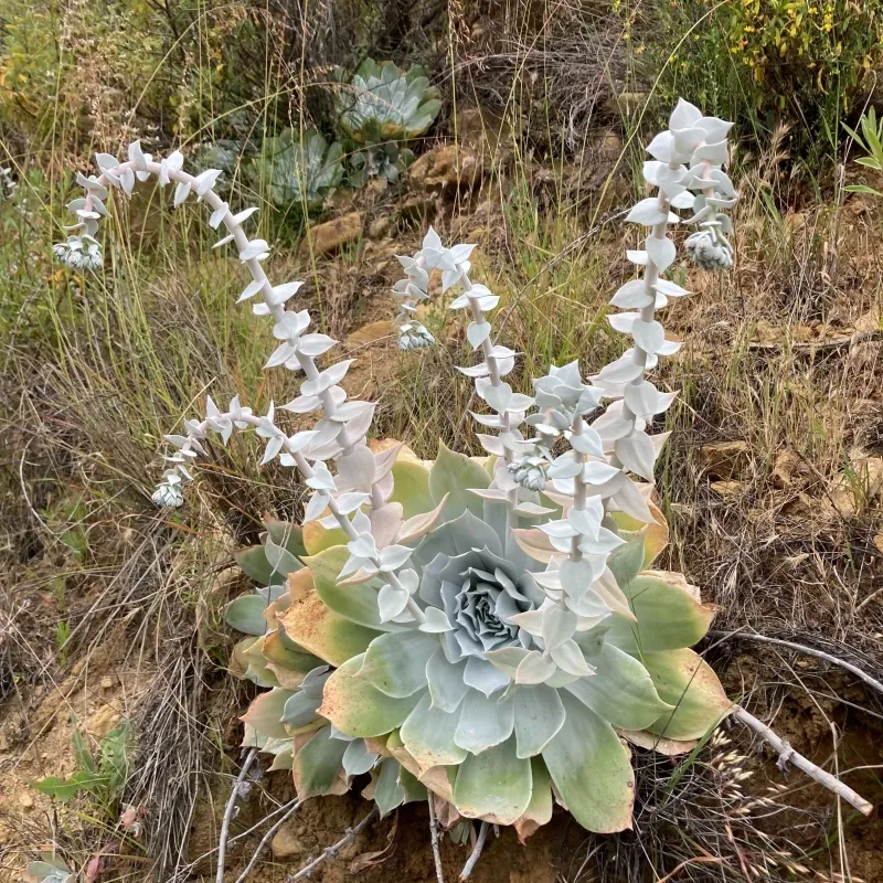Dudleya pulverulenta, foto 2