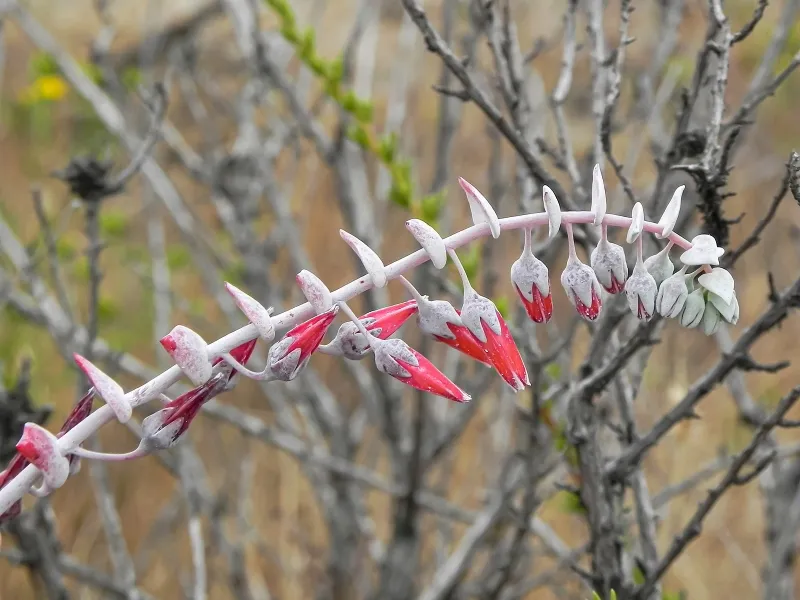 Dudleya pulverulenta, foto 3