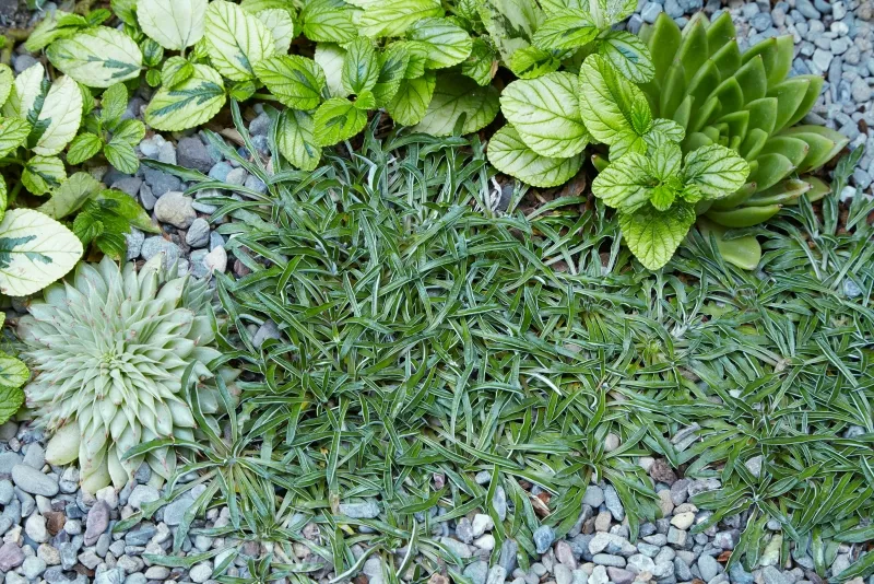 Dymondia margaretae, foto 2