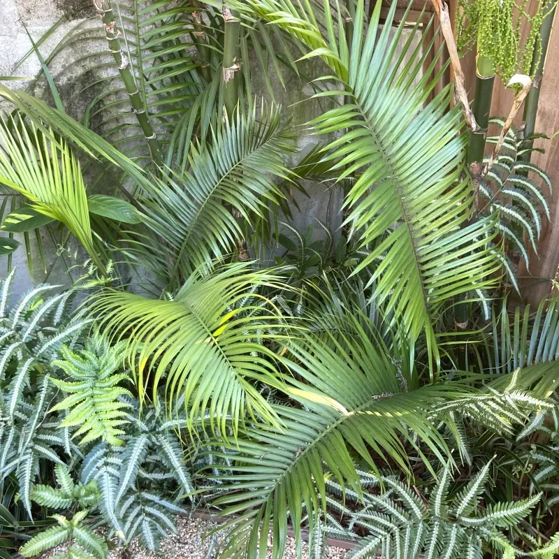 Dypsis ambositrae, foto 2