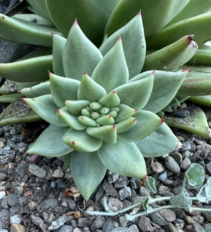 Echeveria agavoides ‘Aquamarine’