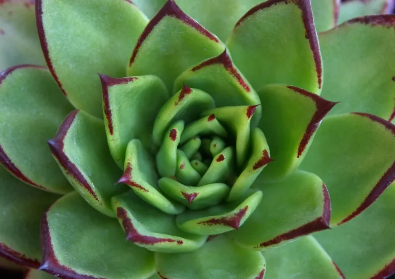 Echeveria agavoides ‘Lipstick’
